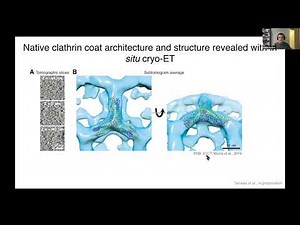 Actin function in clathrin-mediated endocytosis - Daniel Serwas (University of California, Berkeley)