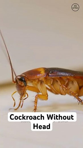 How Do Cockroaches Live Without a Head?