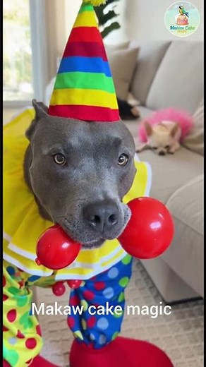 Clown Dog Scares Batman and Princess Puppies Off the Couch! 🤣