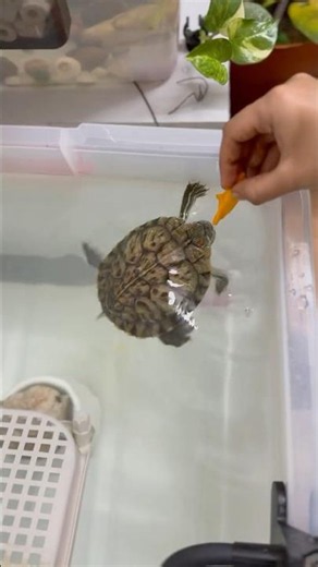 Red Eared Slider catches mango mid water and eats it 🥭🐢