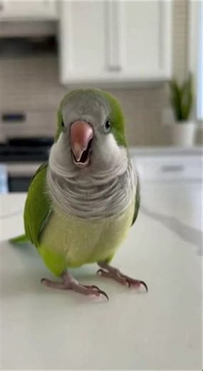 The officer thought it was serious_ Turns out Savage Parrot is crying because people don_t follow 😭