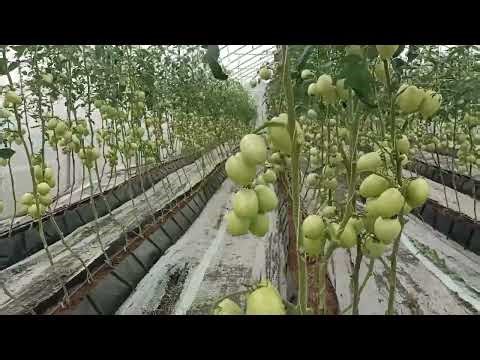 Massive Hydroponics Tomatoes production in Nigeria