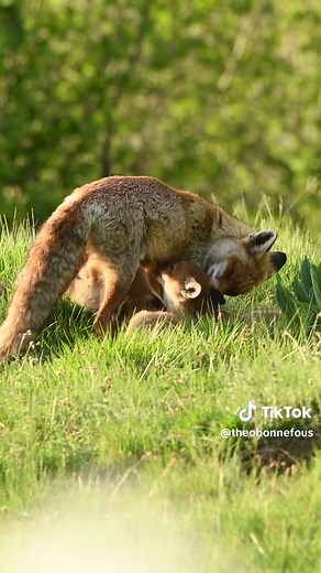 Les mystères du renard: une espèce fascinante à découvrir
