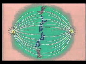 Metaphase: The Second Stage of Mitosis