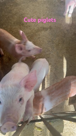 Cute piglets 😂 #piglets #farming101 #travel