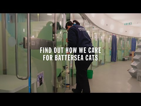 We’re all in, for them | Life in the Battersea Cattery