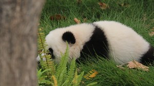 10K views · 1.7K reactions | Let’s take a close look at how this newborn panda baby explores the world. #HiPanda #ChengduPandaBase #HowGiantPandasGrowUp For more panda information, please check out: https://en.ipanda.com | iPanda | Facebook