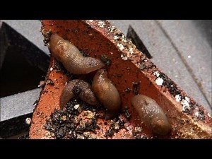 How to Get Rid of Slugs in Your Garden for Good