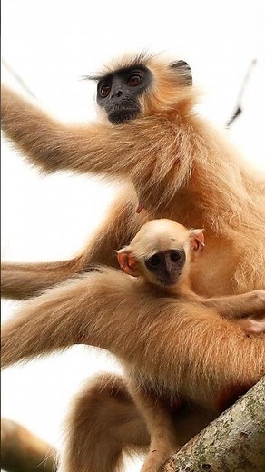 The Golden Langur (Trachypithecus geei), also known as the golden leaf monkey. #wildlife #rare