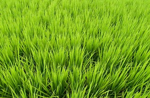 History of Rice in Carolinas: It Thrives Best in Wild Land