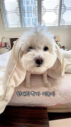 아직은 이블 속이 좋아 #천재과학자 #미뇽이 #shorts