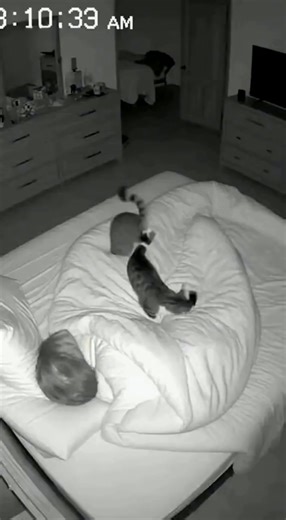 😭 My Cats Went Psycho, Destroyed the TV, & Woke Me Up Ready to Evict Them – This security cam footage caught EVERYTHING. Two cats went absolutely wild at 3AM, knocking the TV off the stand, sending sparks flying, and waking up the owner who was not having it. If you love chaotic cat energy, night-vision meltdowns, and pure feline insanity, this one’s for you. Watch the full 3AM chaos unfold as the cats sprint around the room, crash into furniture, and act like they pay zero rent. If your cats a