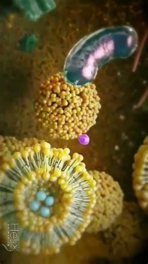 ##Synapse👍👍 Process of neurotransmitter transformation