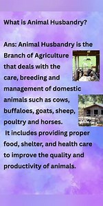 What is Animal Husbandry?/🐂🦙 #animal #husbandry #branch #agriculture #cow #buffaloes #goats #sheep