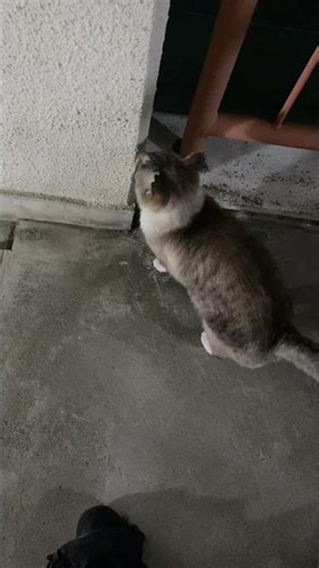 夜のパトロール隊、出動！🐈‍⬛✨ #cat #猫 #ねこ #猫のいる暮らし #夜のお散歩 #パトロール猫 #癒やし動画 #かわいい猫 #キジトラ #シャムトラ #猫好きさんと繋がりたい #cat