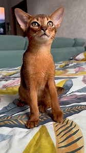 Handsome and cute Noel 🤎( New York Reserve 🇺🇸) #abyssinian #abyssiniancat #abyssiniancats #abyssiniankitten #abyssinianruddy #abyssinianruddykittens #abyssinianblue #abyssinianfawn #abyssiniansorrel | Ольга Голопятина