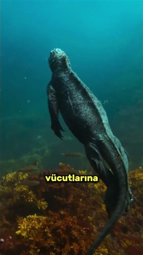 The ocean's most unusual reptile: The marine iguana.