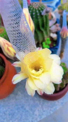 Breathtaking Cactus Flower Blooming! 🌸✨