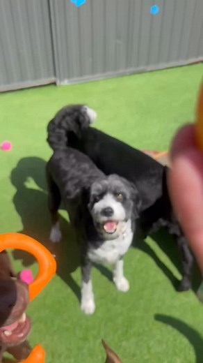 Good catch Barney | K9 Klub Doggy Daycare | Facebook