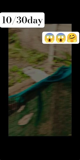 gym 😱 motivation 😱 video 🤗30 pushup #trending #viral