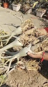 Adenium plants repotting timing. #adeniumlover | Fashion home gardening