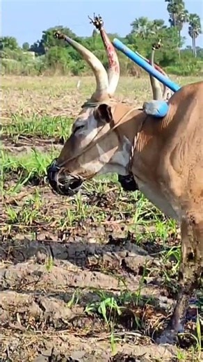 Bull Plowing The Field | Plowing With Bulls | Bullock Plowing Videos | Bullock Videos Bullock Media