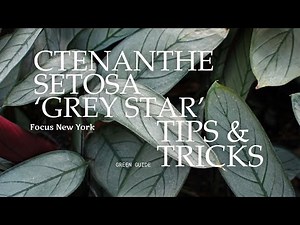 Ctenanthe Setosa (Grey Star) Care Guide | Roots and Roasts