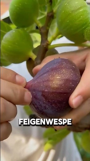 Jede Feige die du gegessen hast enthielt eine tote Wespe 🐝
