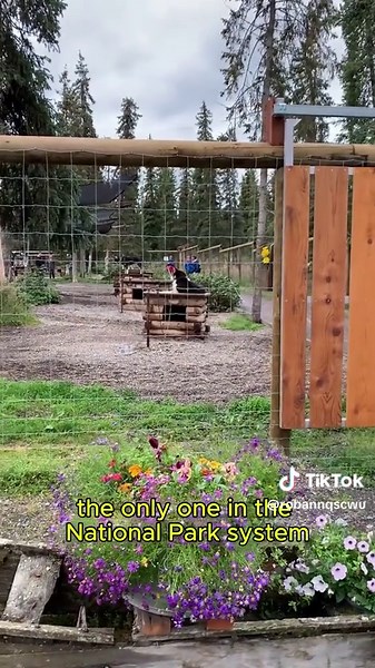 Discover Denali: Top 5 Unforgettable Alaska Adventures