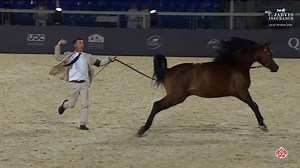 9.1K views · 820 reactions | GCAT Riyadh 2024 Colts 2 Years Old (Class 5) 1 st PLACE 102 – D SHAKHAR ( D SHAKHAT x D SHAMKHAH ) Breeder and Owner: DUBAI ARABIAN HORSE STUD | Arabian Essence di Elvis Giughera | Facebook