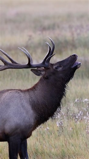 Bull elk scent check to detect cows in estrus using their vomeronasal organ and scent from metatarsal and tarsal glands, reading pheromones to time the rut. #funfacts #elk #elkhunting #hunting #outdoors #wildbornoutdoors #wildlife #animals #nature | Wild Born Outdoors