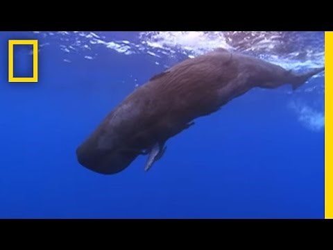 Baby Sperm Whale Swims on Its Own | National Geographic