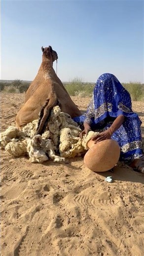 الجملُ جالسٌ على رمالِ الصباحِ الباردة، والفتاةُ تضعُ صوفَ الغنمِ لتدفئتِه