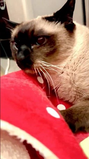 掃除機が近づいてくるのを察知して逃げていくシンガプーラとたぬき猫なのにゃ♪ #cat #シンガプーラ #トンキニーズ#たぬき猫#singapura#tonkinese