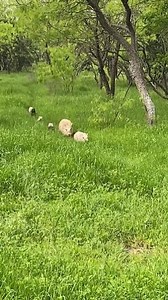 Oh this? It's just a family of pigs setting out on an adventure. redd.it/q5gvg7 via r/aww | Reddit