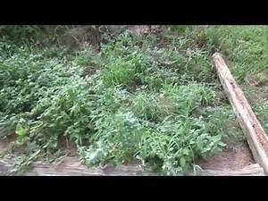 Permaculture On A Rocky Hillside: Terrace System and Mini Swales On Contour