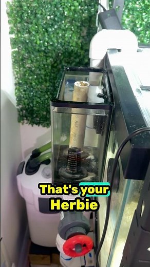 How To quiet your overflow - Herbie Overflow #fishtank #diyfishtank #aquariumhobby