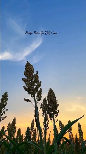 Zinda hai ye dil mera #lyrics #aesthetic #song