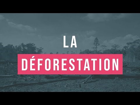 15 minutes pour comprendre facilement la déforestation