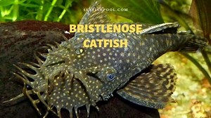 Bristlenose Catfish: Profile, Facts, Eggs, Breeding, Food, Care - SeaFish