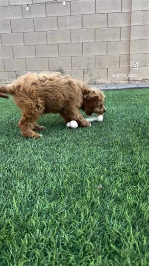 We are so excited that these two fun, sweet, playful Cavapoo’s will be auctioned off next weekend. We are supporting Muscular Dystrophy and also an organization who helps special needs children. We can’t wait to see the impact these boys will make. Stay tuned for pictures and videos of the events. #cavapoo #cavapoo_daily #cavapooofinstagram #cavapoopuppy #cactus_doods #cactusdoods #peoriaaz #northpeoriamoms #scottsdaleaz #givingbacktothecommunity #givelove | Angela Hall
