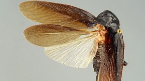 How do you remove a cockroach from your ear?