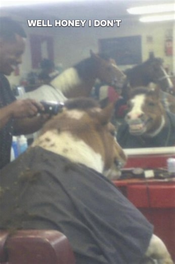 #horse #horselover #hair | horses