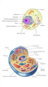 Anatomie de la cellule / ‎شرح مبسط لدرس الخلايا الجزء الاول