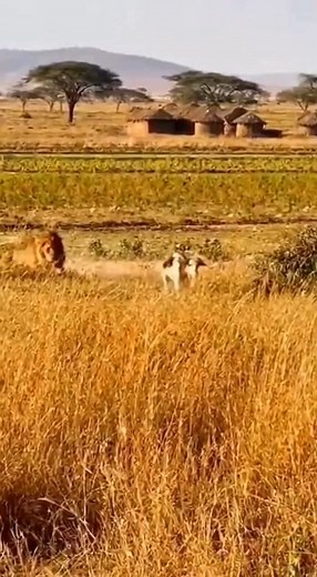 242K views · 3.8K reactions | Check out this **viral video** from **south africa** showing a **lion** escaping its enclosure! This **shocking moment** shows the **wildlife** as the **animal escape** by pushing down the gate. Watch as the **wild animal escape**! | Rescue Stories | Facebook
