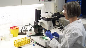 Biological Sample Preparation by High-pressure Freezing, Microwave-assisted Contrast Enhancement, and Minimal Resin Embedding for Volume Imaging