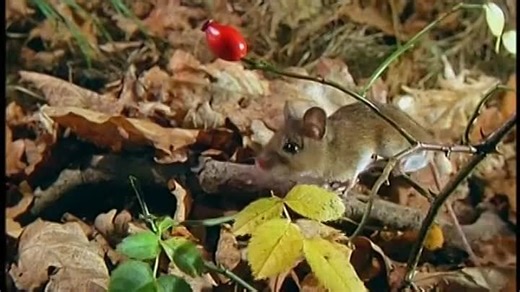 07 Neighborhood Animals: Discovering Familiar Animals 2004-2007 DVD (Speed Up 4x)