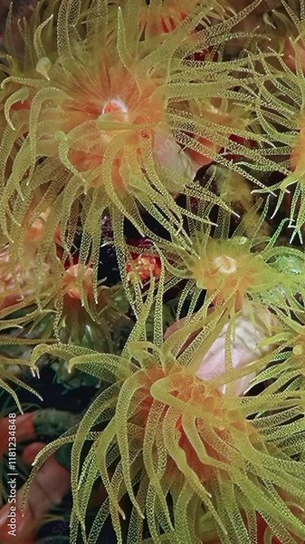 Dive into the underwater world as mesmerizing tentacles of hunting sea anemones sway gently in the water. This slow motion capture reveals their intricate movements and vibrant colors.