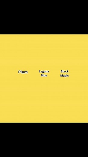 1.8K views | You might need this! Check out this unique plaster colors! Comment below  which plaster you would choose. Follow and share if you would choose Plum,Blue Lagoon, or Black Magic! #luxuryhome #unique #watercolor #foryou #foryourpage #viralreelsfacebook #satisfy #satisfaction #homesweethome #facebooktips #FacebookPage | JR Pool Plastering&Tx Gunite | Facebook