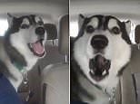 Adorable husky Simba manages to howl 'I love you' to his owner